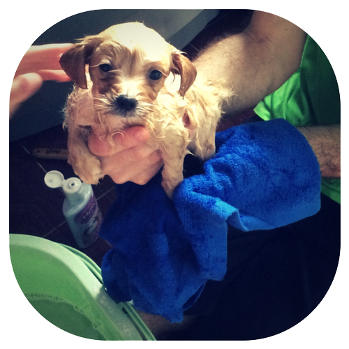 Dog Wash